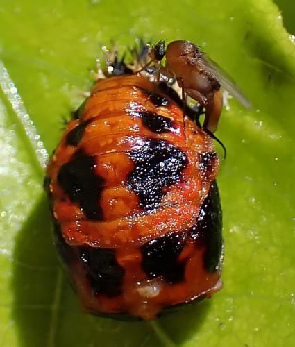 Réf. 343 440 : Phalacrotophora fasciata